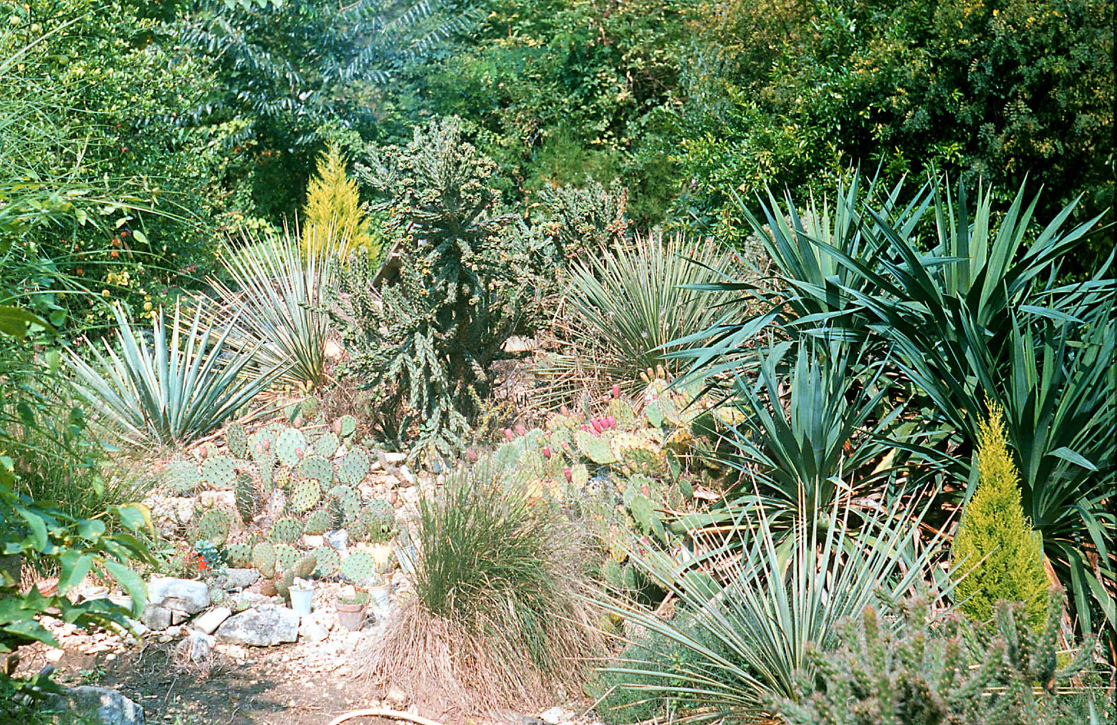 Télálló kaktuszos sziklakert